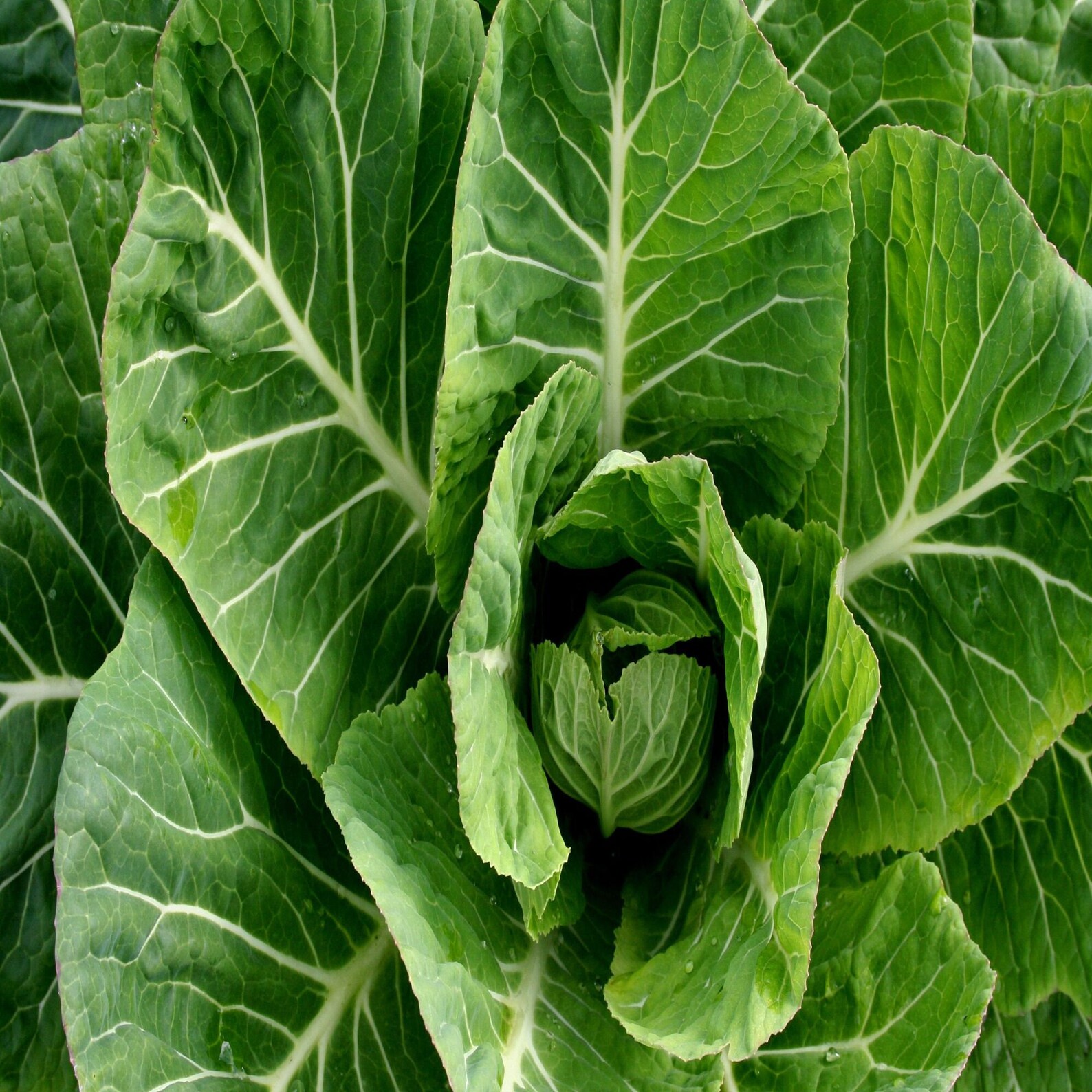 Collard Green Seeds Burpee Collards Seeds 500 Seeds Etsy