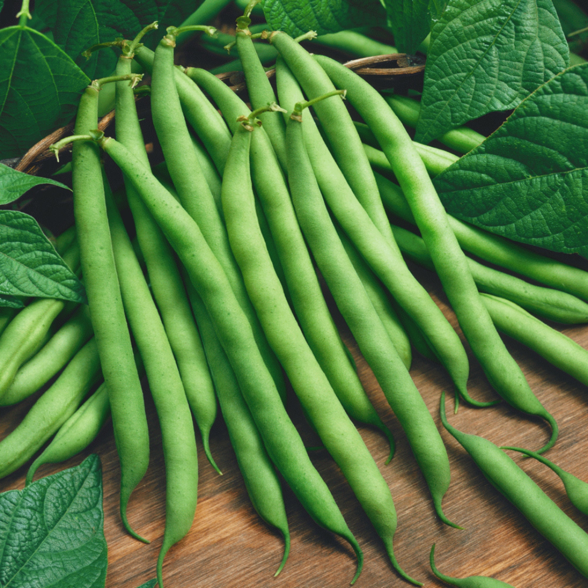 Bean Garden Contender Green Bush Seeds 25 Seeds in Packet Etsy