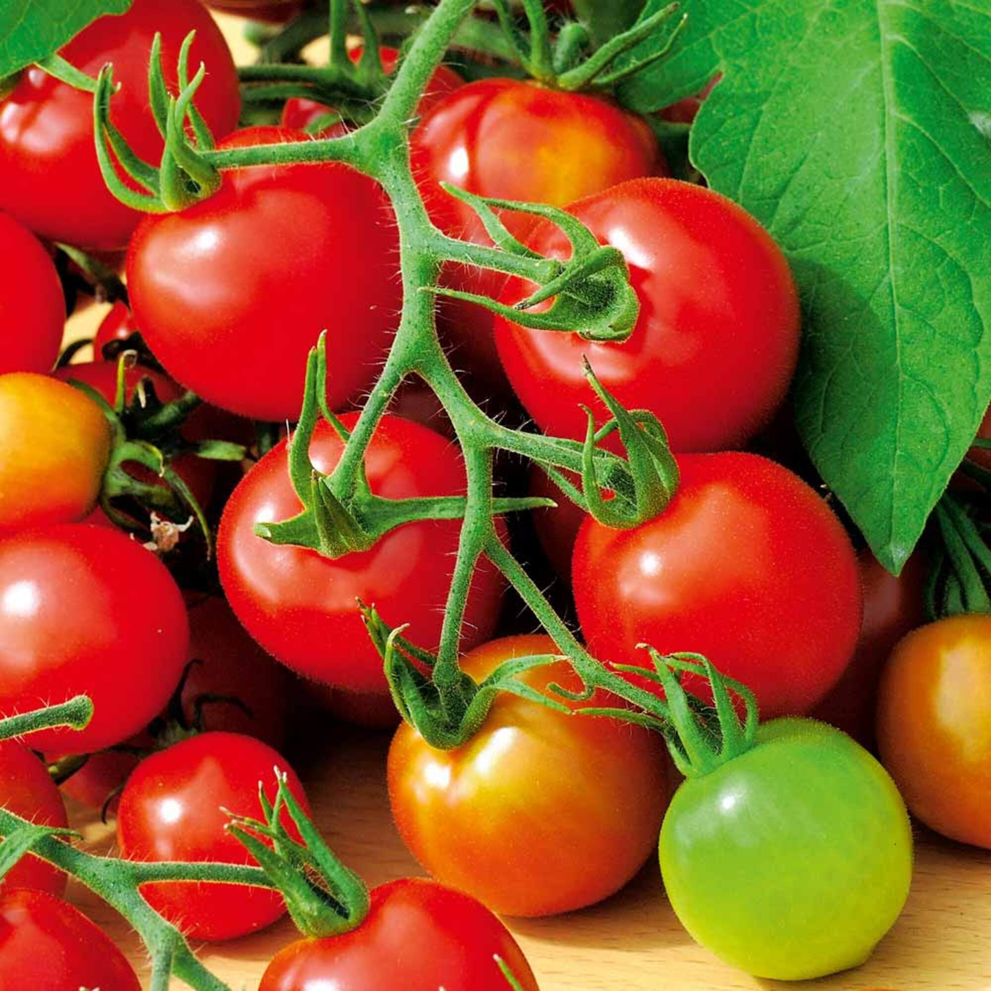 Heirloom Red Cherry Tomato Seeds Sweetie 55Pcs Etsy
