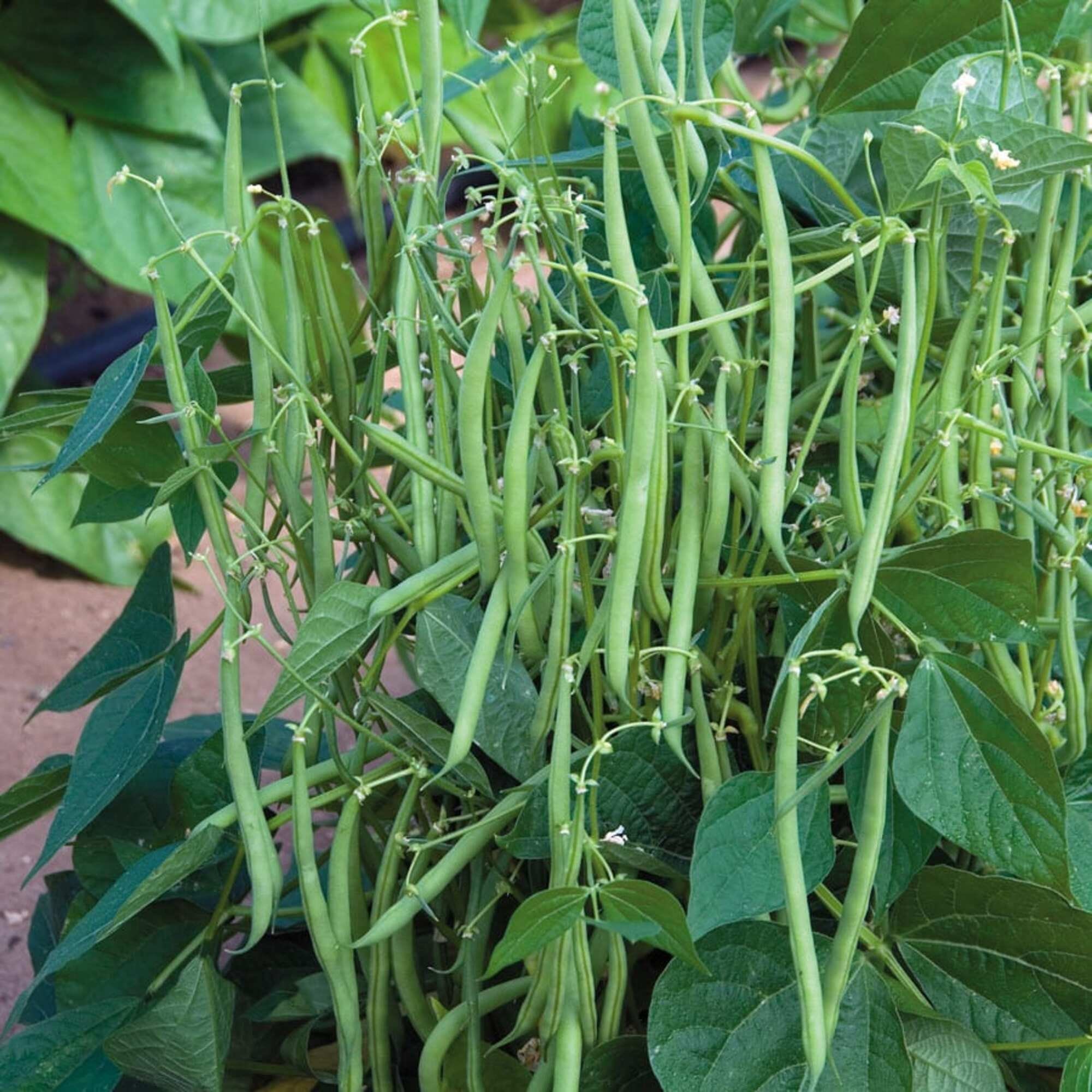 Green Bean Seeds for Planting Provider Bush Bean 25 Etsy