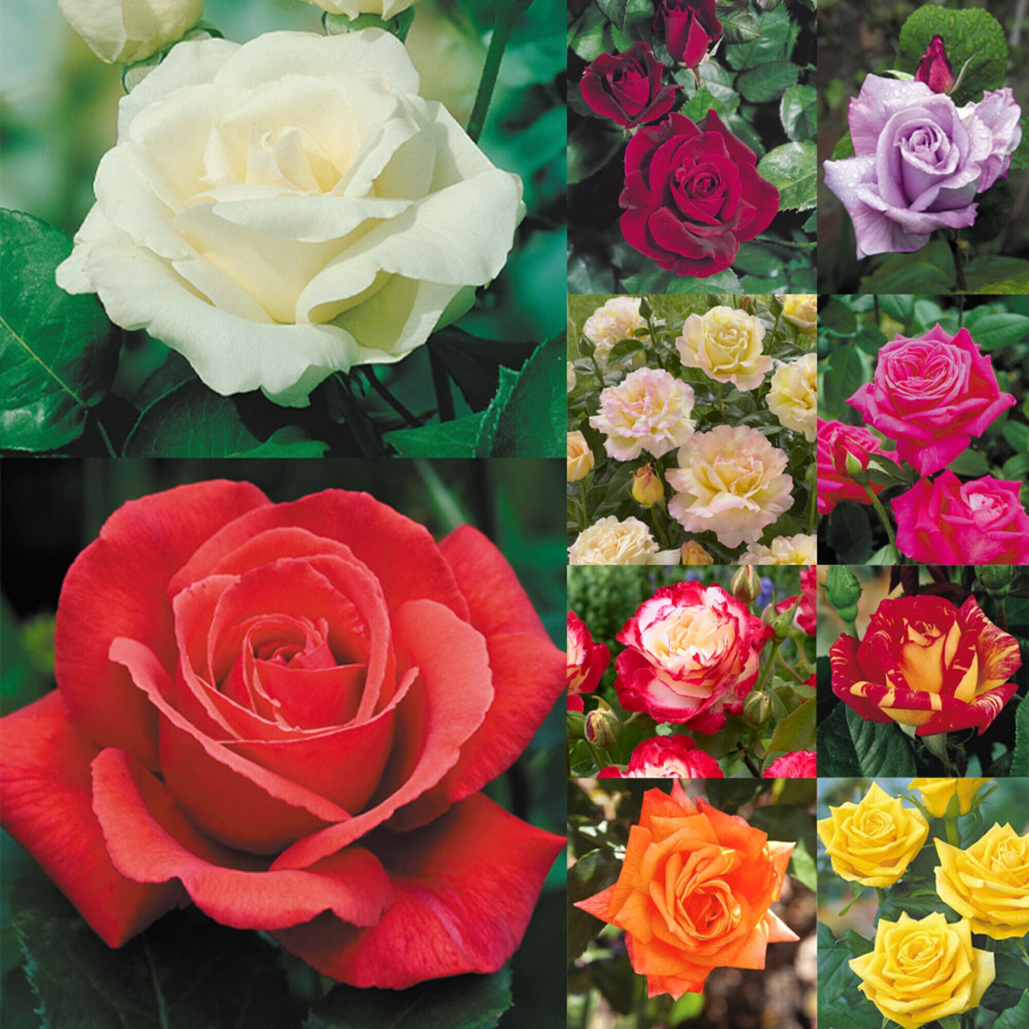 Rose Seeds Roses Seed for Planting Outdoors Hybrid Rare Etsy