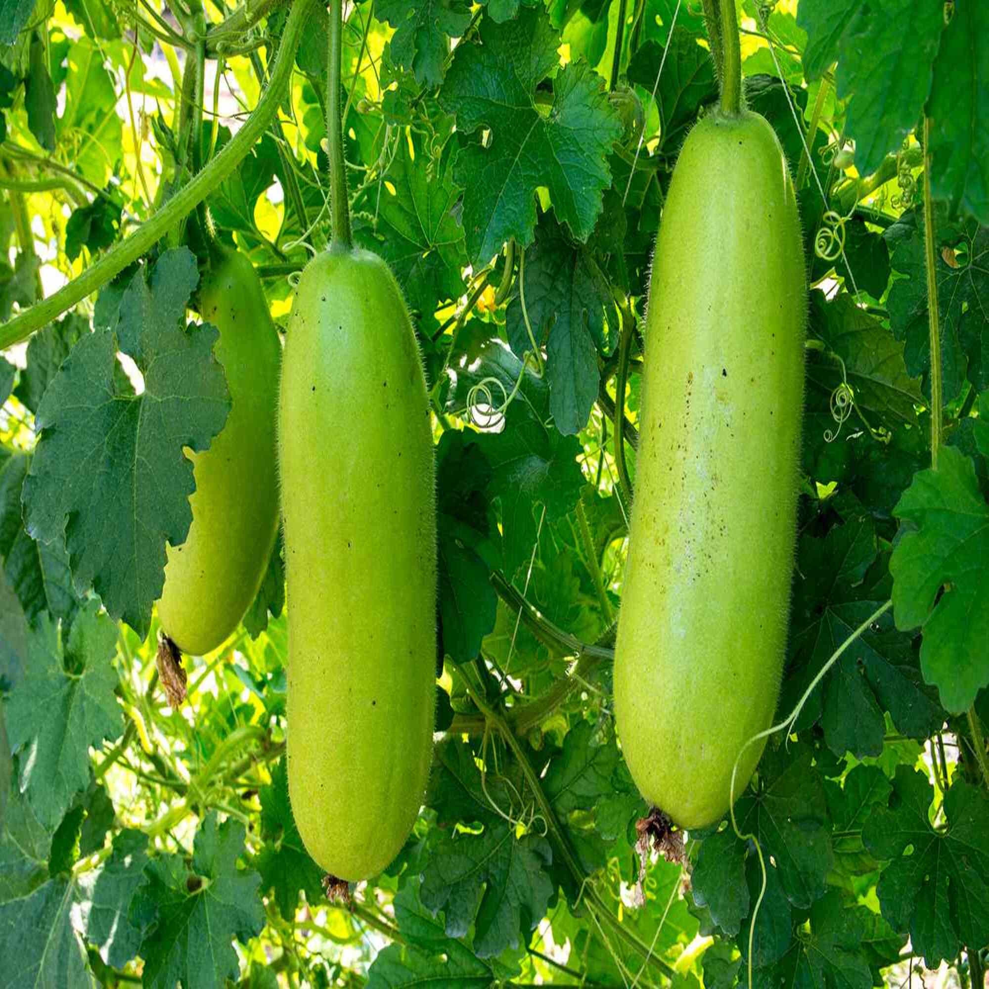 Wax Gourd Winter Melon White Vegetable Seeds Etsy