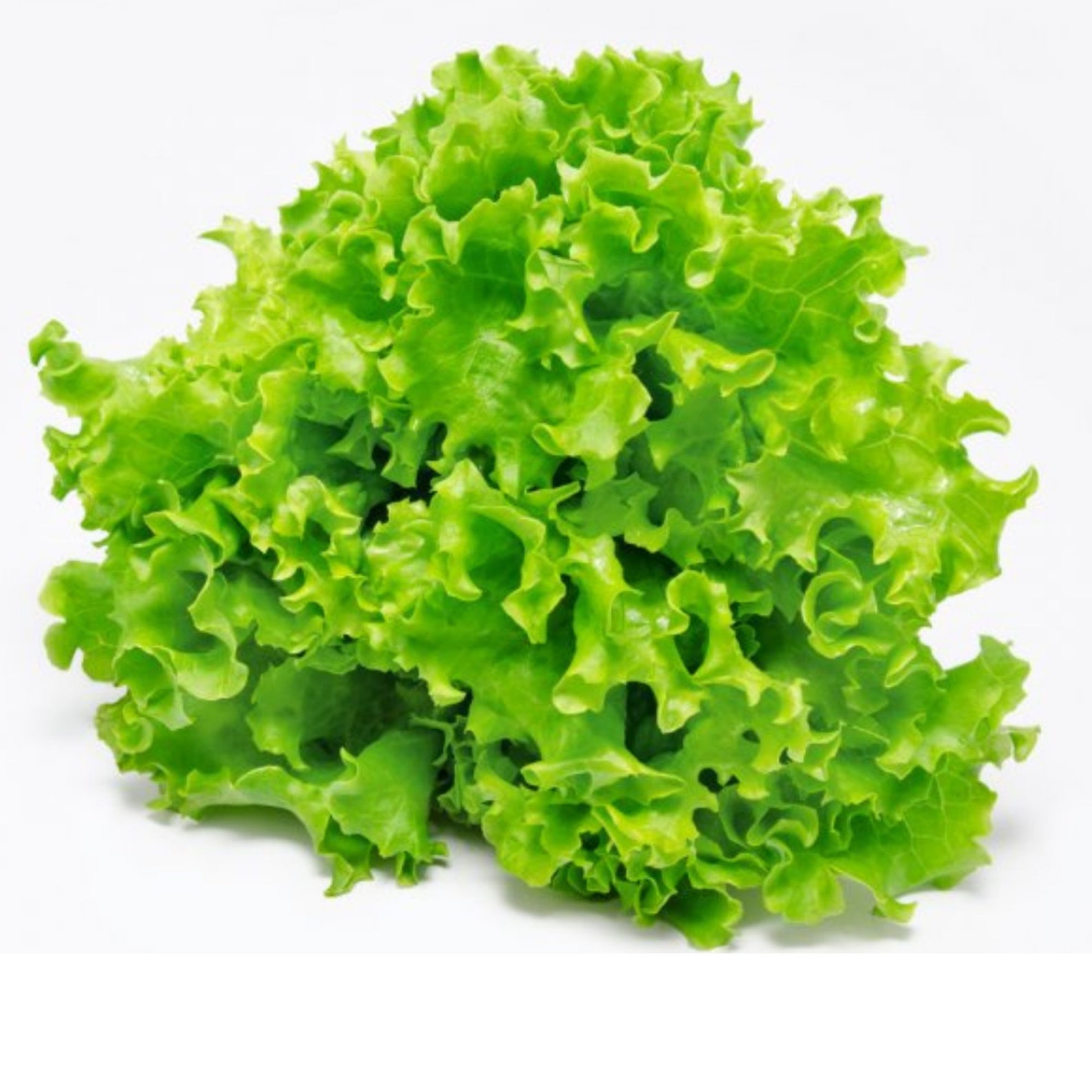 Lettuce Seeds Lettuce Summer Crisp Muir Green Open Etsy