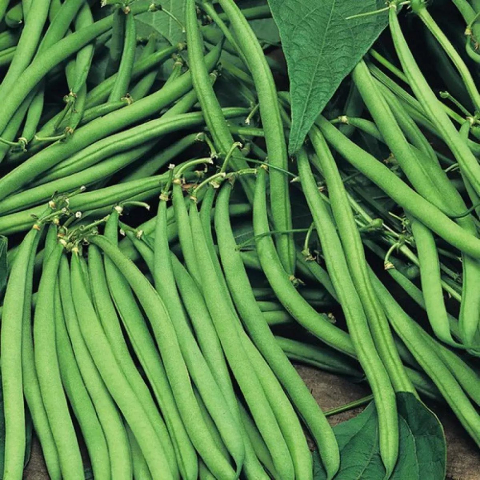 25 Provider Bush Green Bean Vegetable Seeds Best Non GMO Etsy