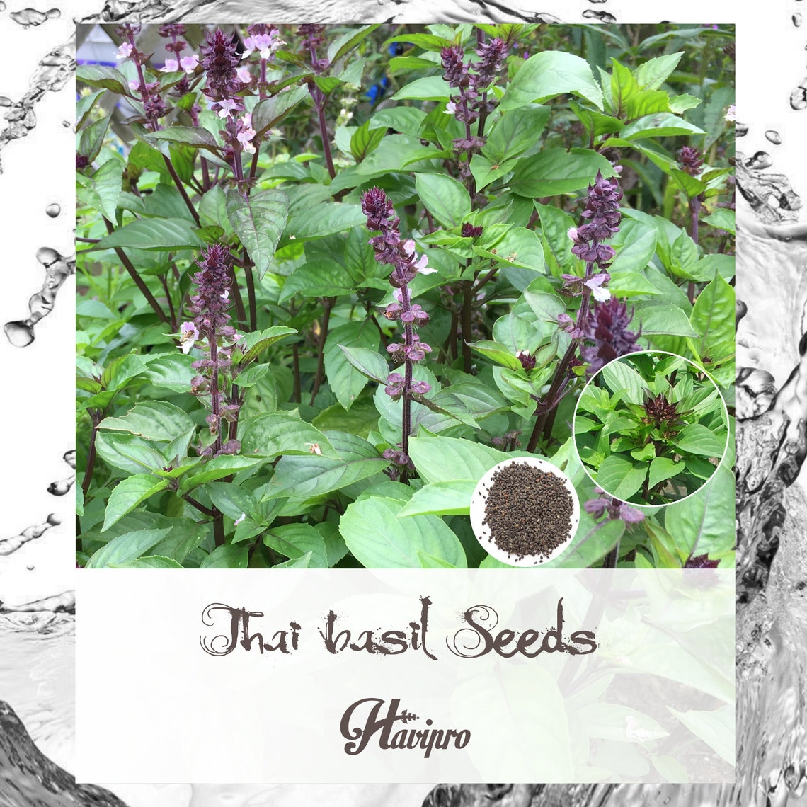 Basil Seeds Thai Basil Seeds for Planting Outdoor Indoor Etsy