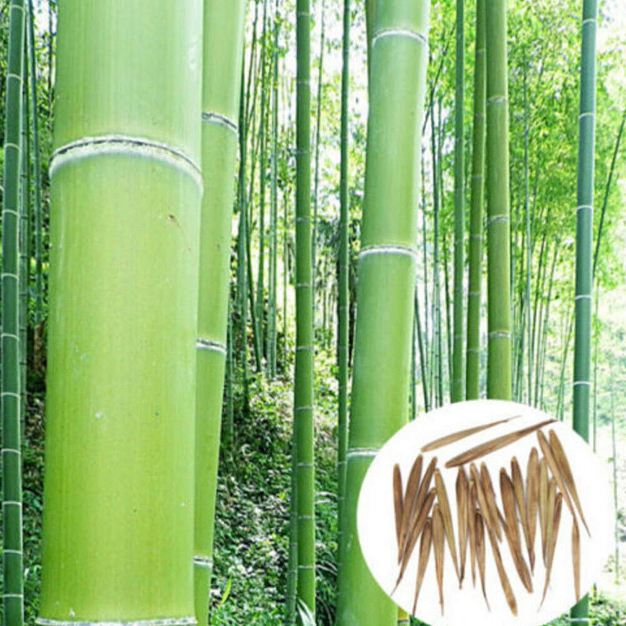 where to buy moso bamboo