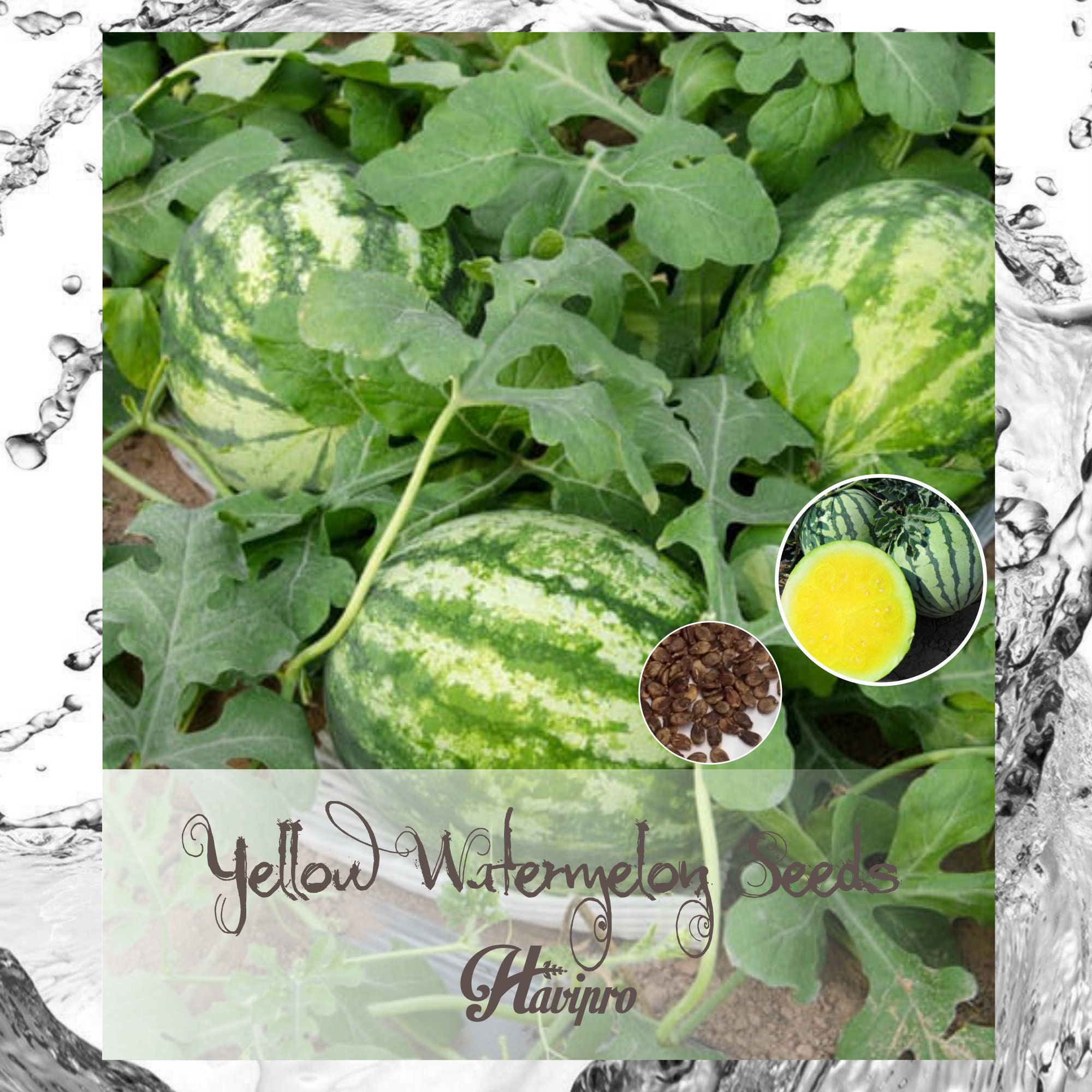 Watermelon Seeds Yellow Watermelon Seeds for Planting Etsy