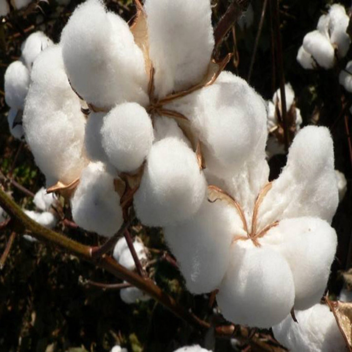 30Pcs Egyptian Cotton Plant Seeds Gossypium barbadense Easy Etsy