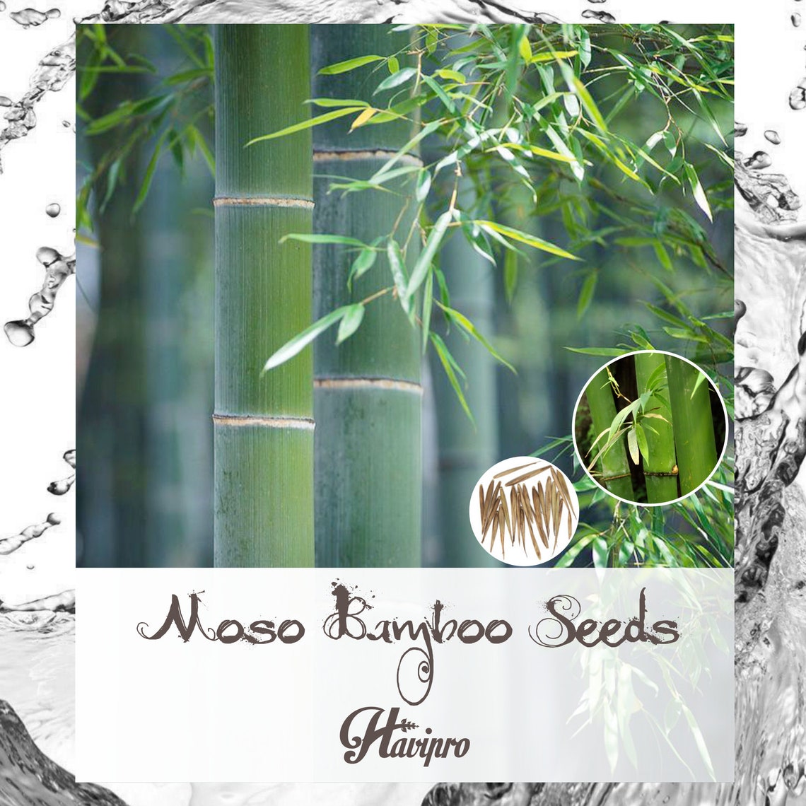 Growing moso bamboo from seed inrikouber