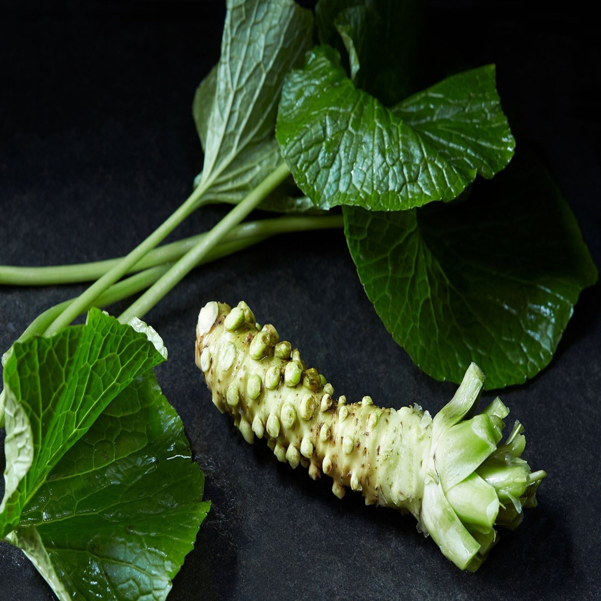 200pcs Wasabi seeds DIY home garden Vegetable seeds Japanese Etsy