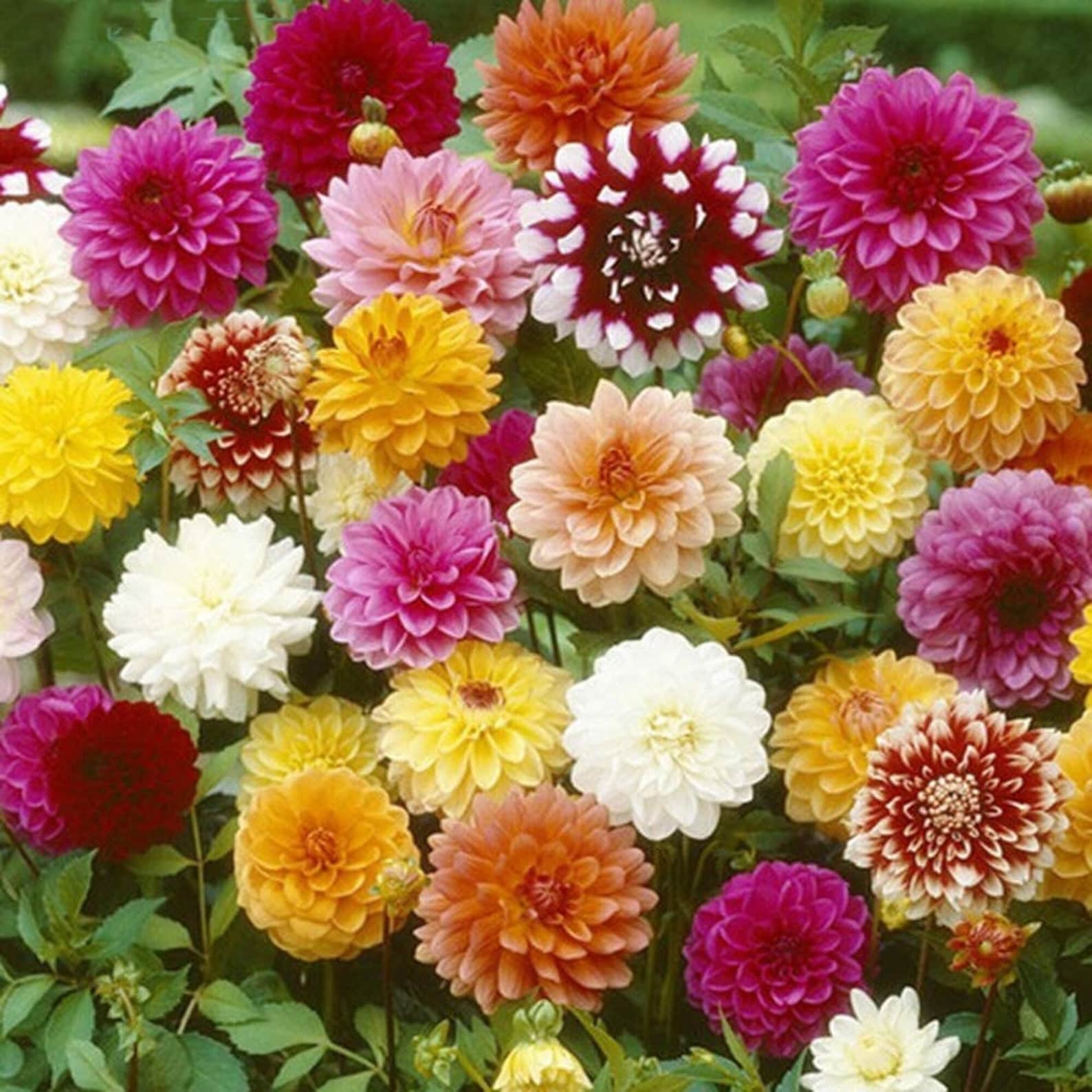 Beautiful Perennial Dahlia Seeds Non GMO For Planting Home Etsy