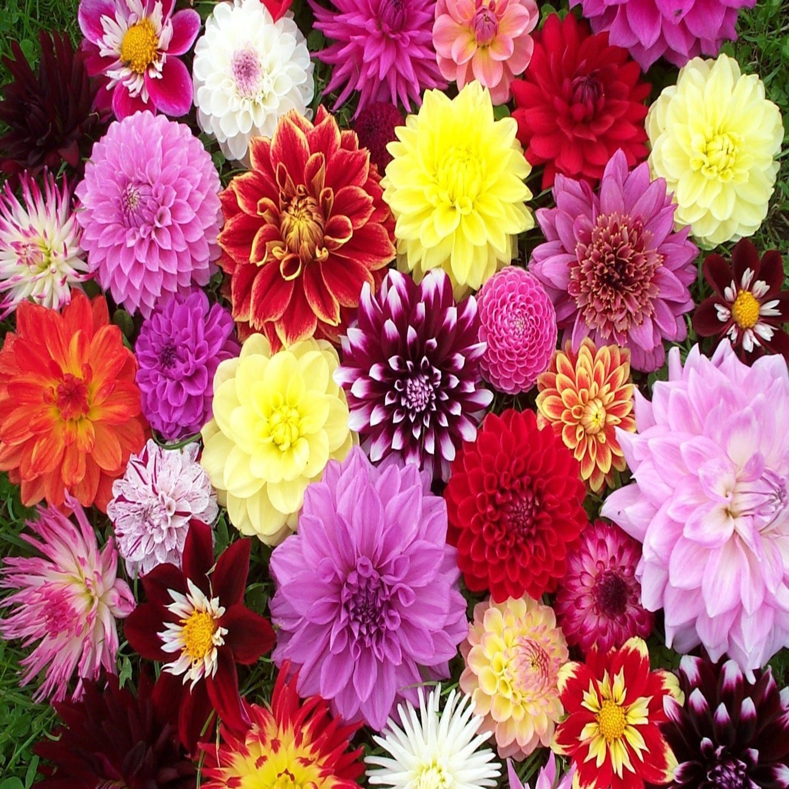 Dahlia Seeds Beautiful Perennial Dahlia Flowers Seeds Seeds Etsy Dahlia Seeds Beautiful Perennial Dahlia Flowers Seeds Seeds Etsy