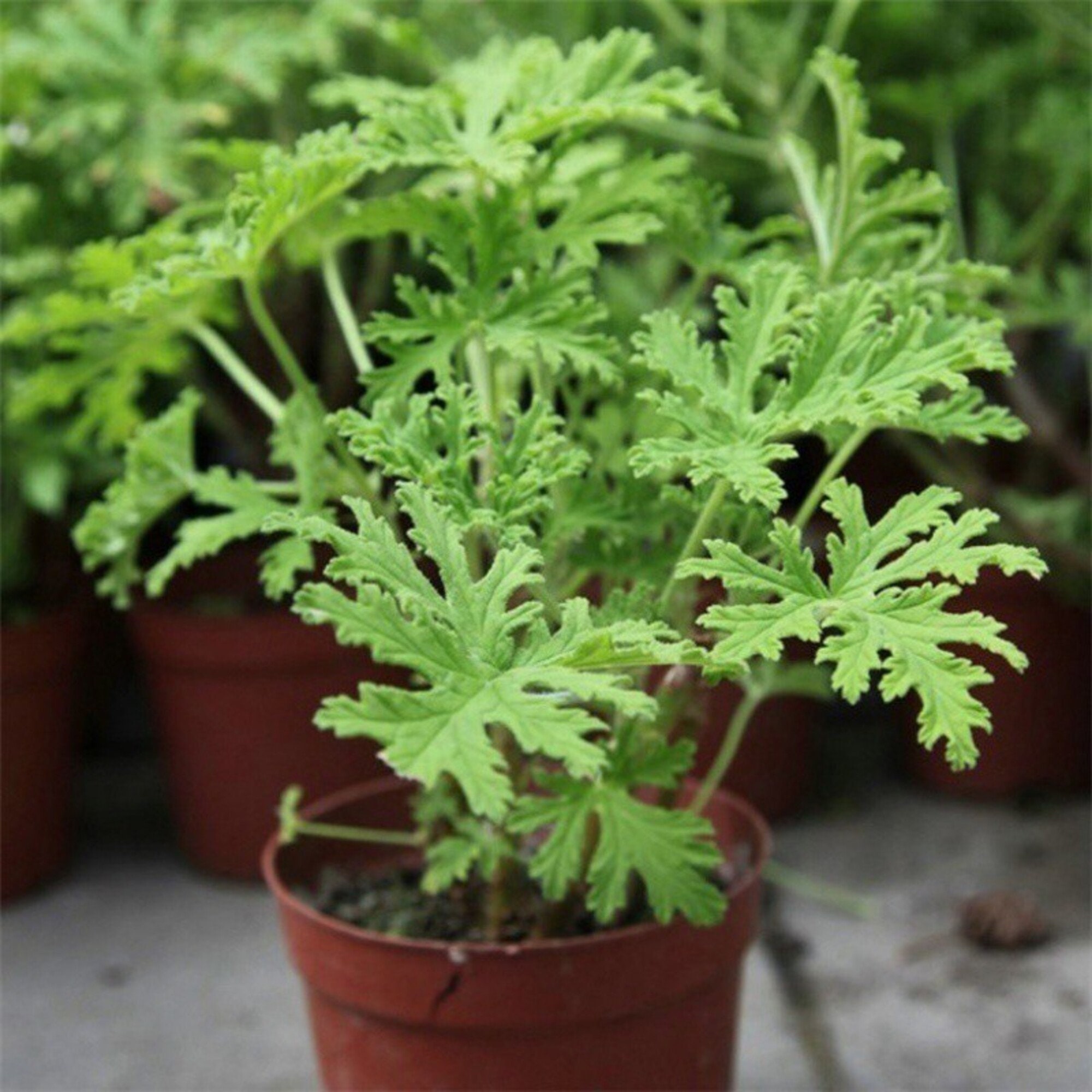 25pcs Mosquito Repellent Plants Citronella Green Plant Seeds Etsy