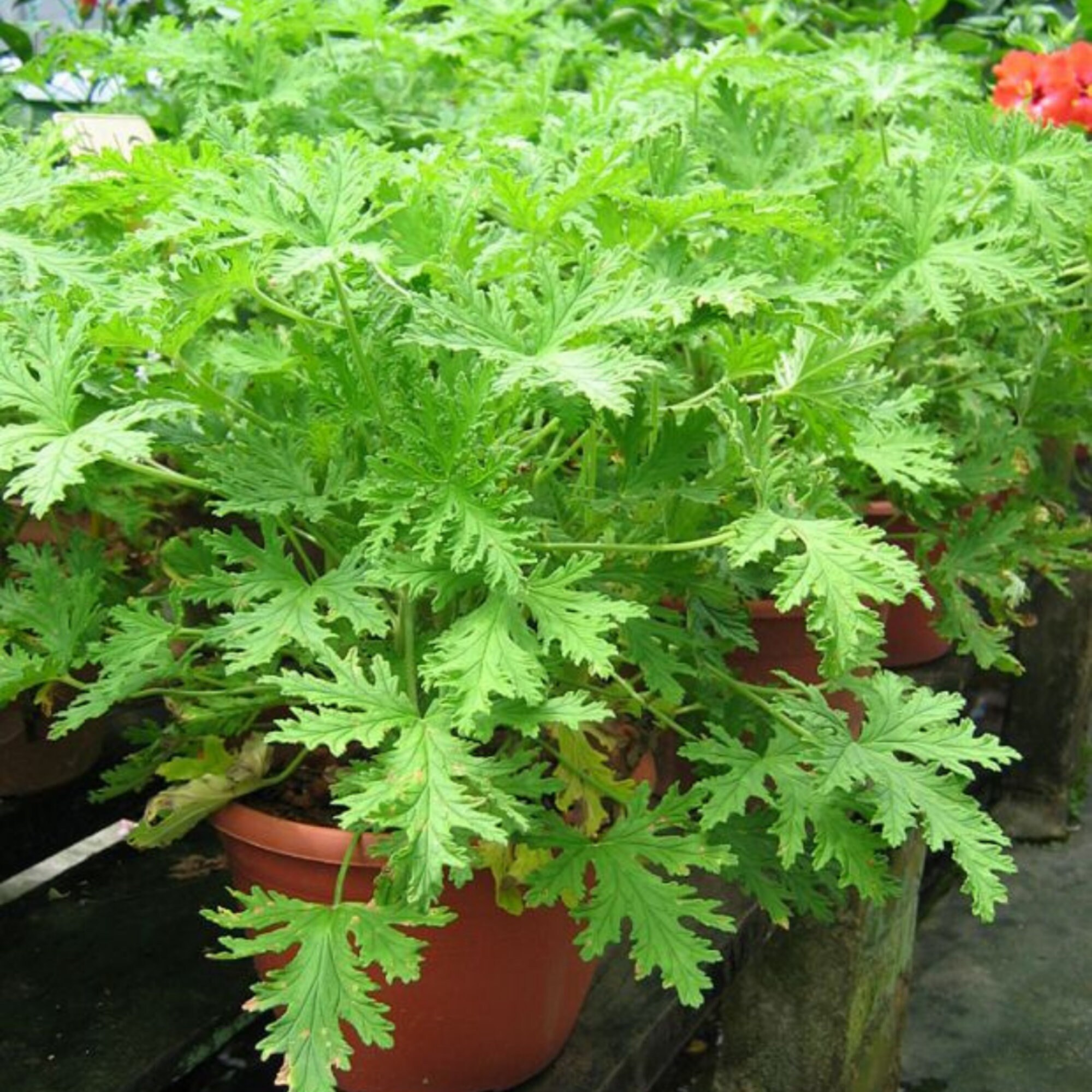 25pc citronella Plant Seeds mozzie Buster Plant Mosquito
