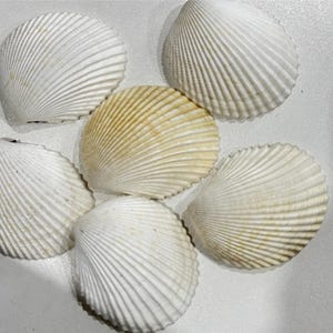 5pcs Big Shells For Crafts, 3&#39;&#39;Seashells Crafts, Crafting Seashells, White Seashells,Natural Seashell, White Shells Sea Shell Beach Craft
