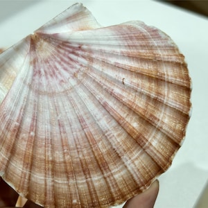 10cm Large shells,Shell for DIY, Wedding decor,4 inches Oversize Seashell,Flat Sea Shell Beach Craft