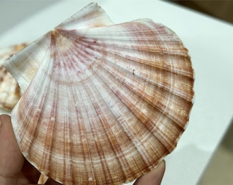 Large Seashell: 4-inch Flat Shell for DIY Wedding Decor