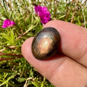 Può includere: Una gemma di zaffiro stellato marrone scuro, lucida e di forma ovale, caratterizzata da un distinto motivo a stella a sei punte centrato che riflette la luce. La pietra presenta una superficie liscia tagliata a cabochon con bande interne.