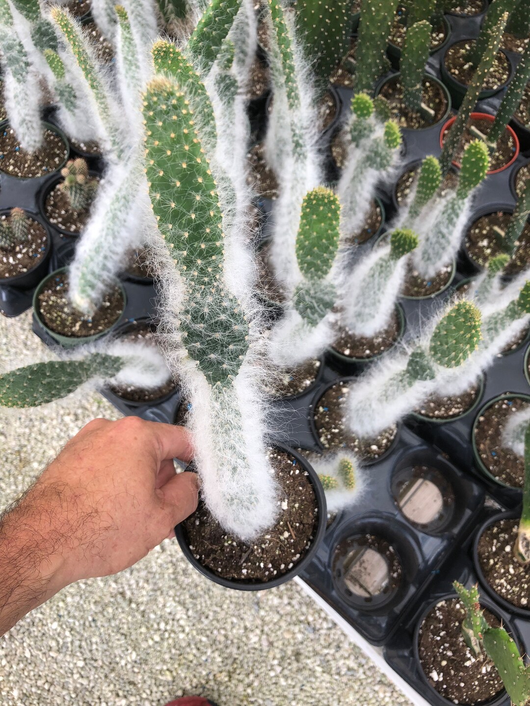 Opuntia Erinacea Ursine Ponytail Snow hairy Old Man Cactus - Etsy