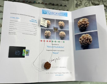 One Mukhi Rudraksha - Etsy