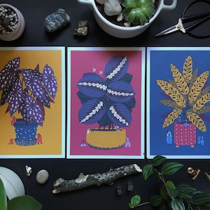 Set of 3 Begonia, Maranta & Calathea | Plant Art Prints by Diana Mora. Colorful wall art to bring joy to your home. Nature inspired.