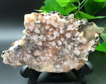 Polished Flower Agate Slab / Cherry Blossom Agate / Sakura Agate