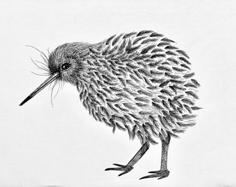 Ornithology New Zealand wildlife illustration Kiwi bird art print Antique animal wall art Vintage natural history painting Exotic birds Ornithology New Zealand wildlife illustration Kiwi bird art print Antique animal wall art Vintage natural history painting Exotic birds