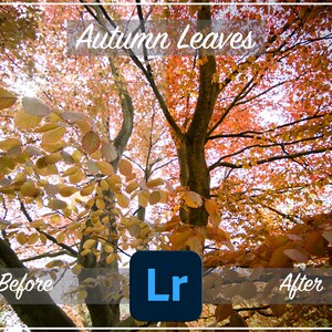 AUTUMN LEAVES Adobe Lightroom Preset Filter, Photography Editing, Plugins & Presets, Filters, Countryside, Nature, Landscape