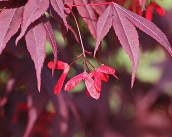 Maple tree | Etsy Maple tree | Etsy