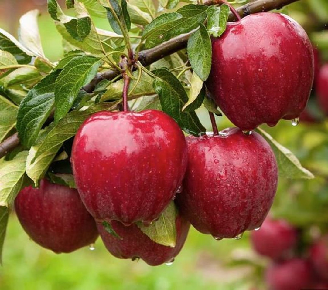 Red Delicious Apple Tree 23 Feet Tall Etsy