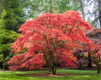 Red Japanese Maple Tree 1-2 Feet Tall