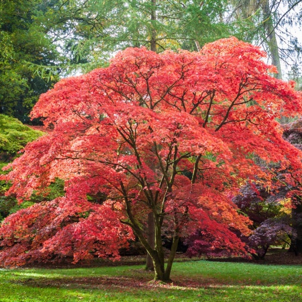 Red Japanese Maple Tree 1-2 Feet Tall