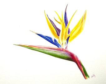 Watercolor Bird of Paradise - Painting on Paper