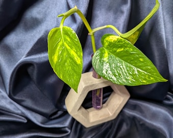 Teruno Bumpy Pothos Cutting /Extremely Rare Pothos/ Easy To Propagate