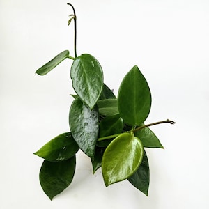 Rare Hoya Benitotanii: Tropical Collector&#39;s Plant (4in Pot)