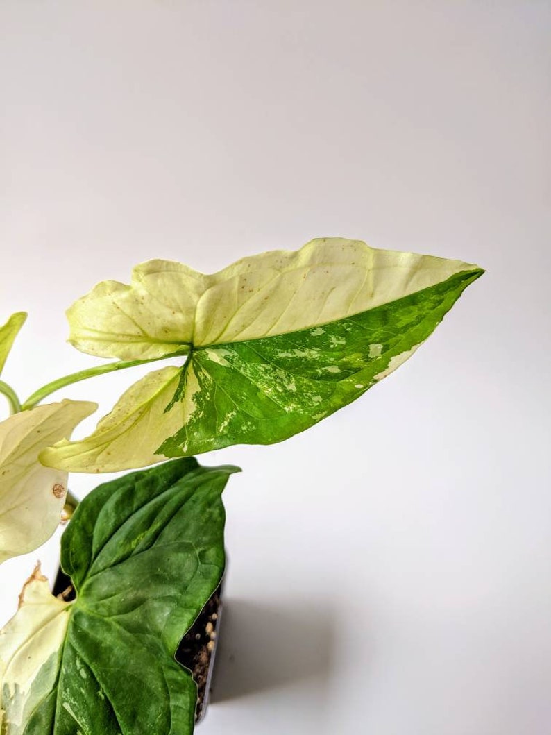 Variegated Arrowhead Vine Syngonium podophyllum Etsy