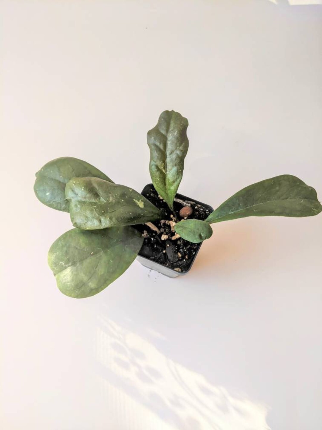 Hoya Viola 2.5in Pot Rare Hoya / Rare Hoya / Tropical Plant / Etsy