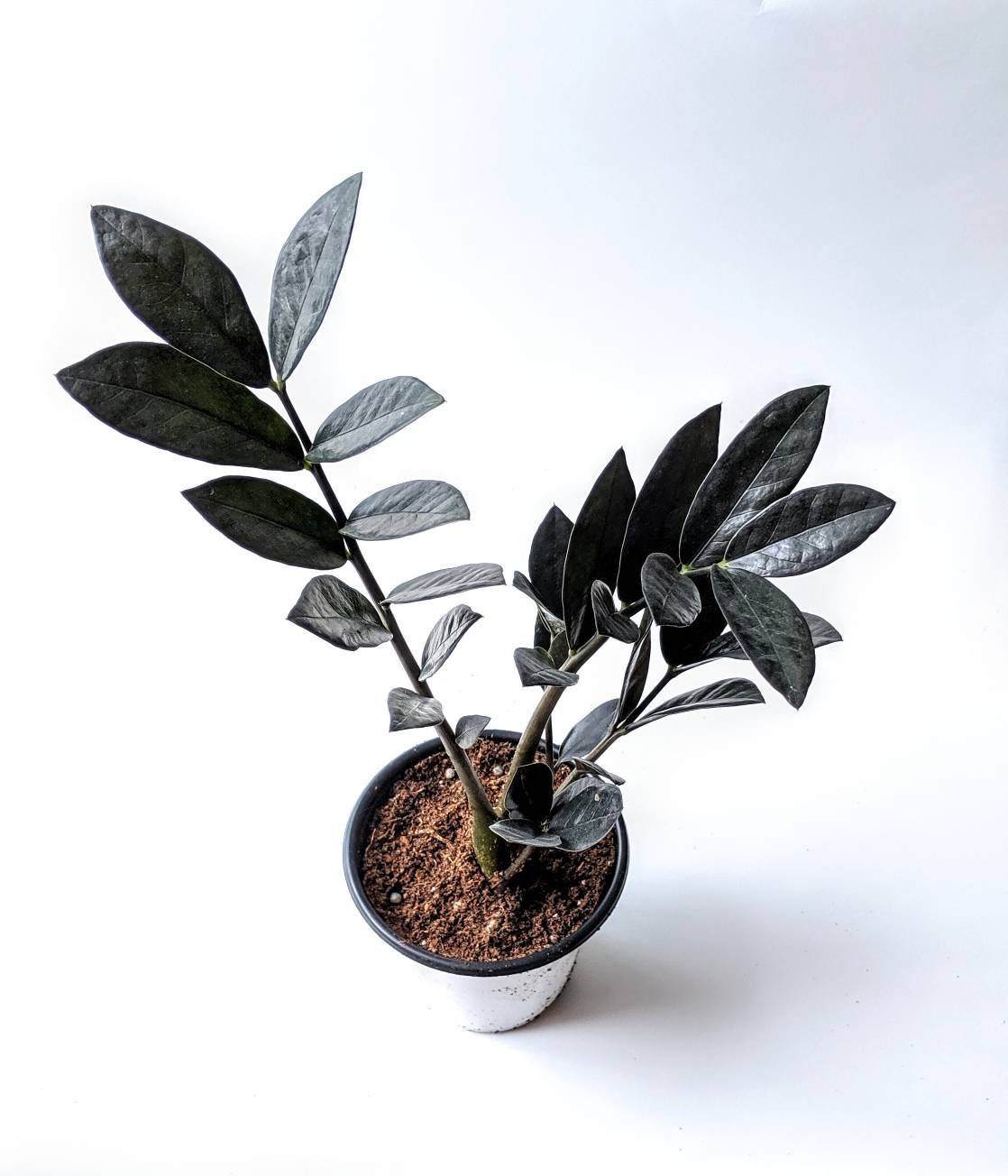 Zamioculcas Zamiifolia Raven Zz Plant Etsy New Zealand