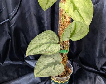Scindapsus Matcha (maharlika); Green on Green - Exact Plant; US