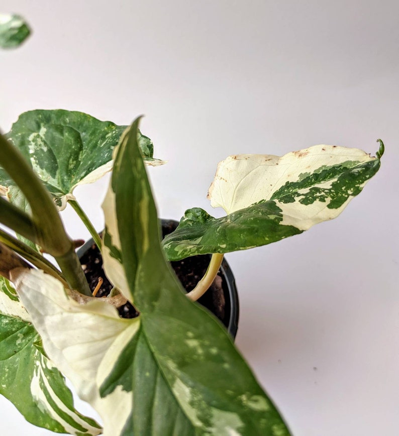 Variegated Arrowhead Vine Syngonium podophyllum Etsy