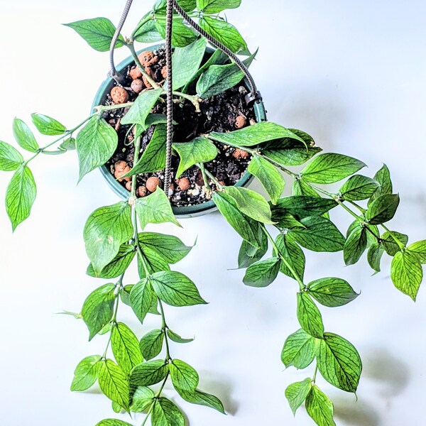 Hanging House Plants Etsy