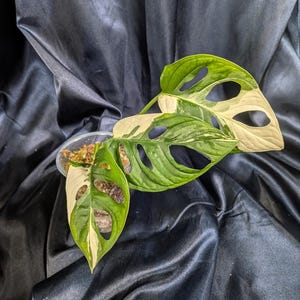 May include: A variegated Monstera adansonii plant with three leaves featuring distinct fenestrations and a mix of deep green and creamy white coloration, planted in a small clear plastic container filled with moss and soil.