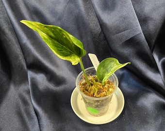 Teruno Love Song Pothos / STARTER 2in pot/ Tropical Rare Plant/ Teruno Series Pothos/ Home Decoration/ Perfect Gift