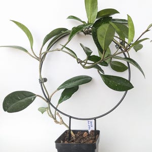 Trellised Hoya AH-074/ 4in Pot/ Rare Hoya