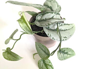 Scindapsus Sentarum - Etsy