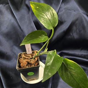 Teruno Bumpy Pothos Rooted In Moss/ Pothos Collection/ Rare Pothos/ Collectors Plant