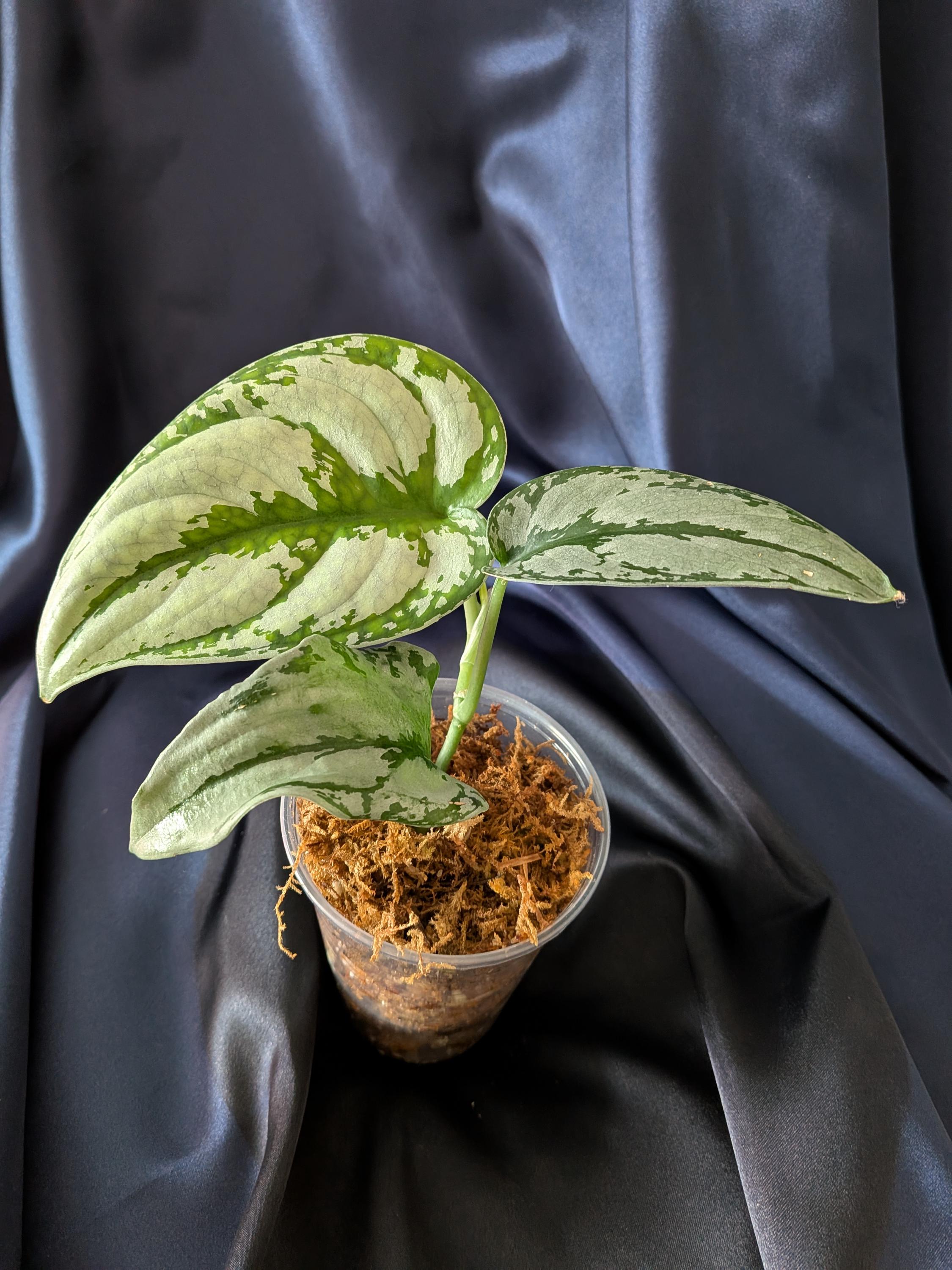 Scindapsus Kalimantan/breathtaking Silver Satin Leaves/ Collectors