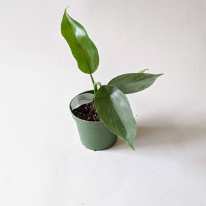 Philodendron Hastatum Narrow Leaf Silver Sword 4in Pot Etsy Nederland