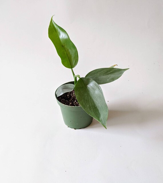 Philodendron Hastatum Narrow Leaf Silver Sword 4in Pot Etsy Philodendron Hastatum Narrow Leaf Silver Sword 4in Pot Etsy