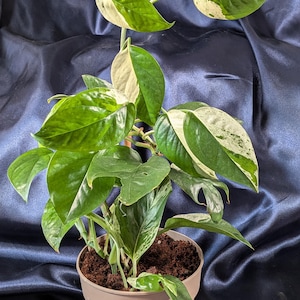 May include: A potted houseplant with large, variegated green and white leaves. The plant is in a beige pot filled with soil. The leaves have a glossy texture and are arranged in a lush, full display. The background is a dark blue fabric.